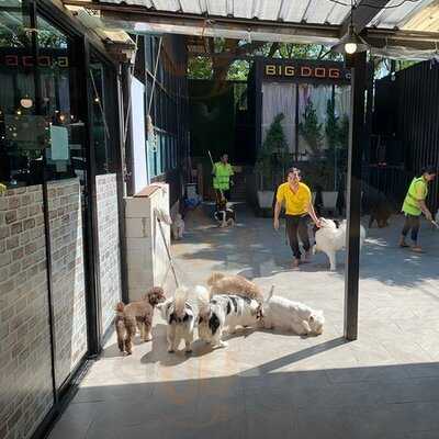 คาเฟ่หมาใหญ่ใจดี