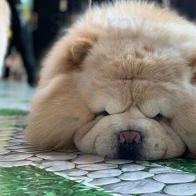 คาเฟ่หมาใหญ่ใจดี