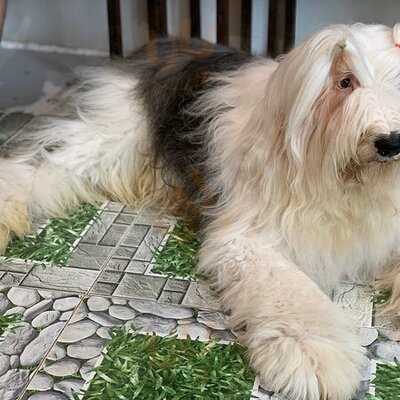 คาเฟ่หมาใหญ่ใจดี