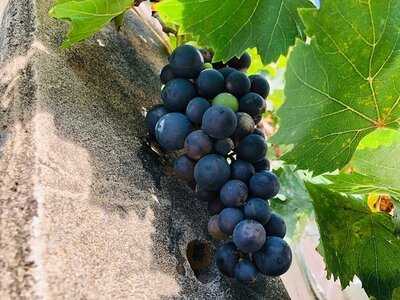 เดอะ โมค่า คาเฟ่ พระตำหนัก ซอย 6