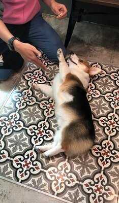 คาเฟ่หมาคอร์กี้