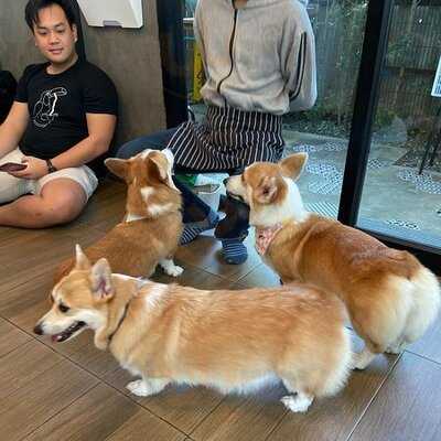 คาเฟ่หมาคอร์กี้