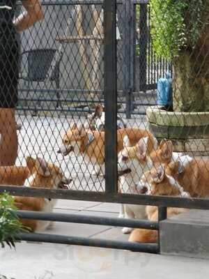 คาเฟ่หมาคอร์กี้