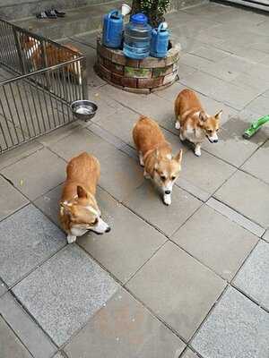 คาเฟ่หมาคอร์กี้