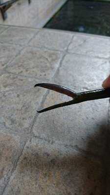 เอบิโนะ ซึริโบริ