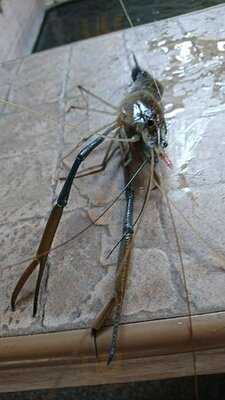 เอบิโนะ ซึริโบริ