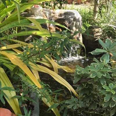 เดอวา แบมบู