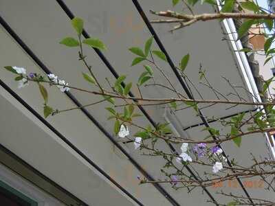 Coffee King, Chiang Mai