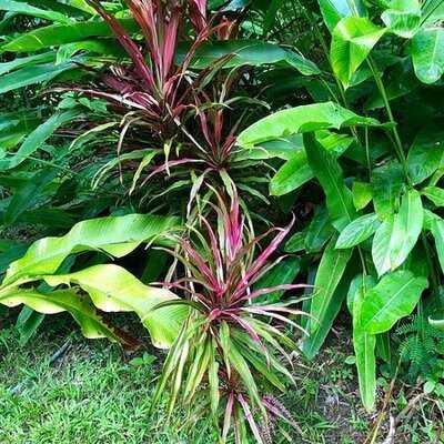 ร้านอาหารดุสิตาและจุดดื่มกาแฟ