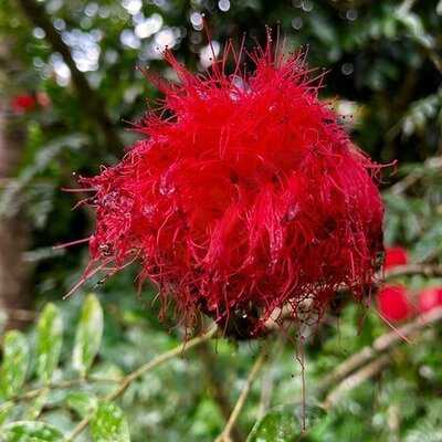 ร้านอาหารดุสิตาและจุดดื่มกาแฟ