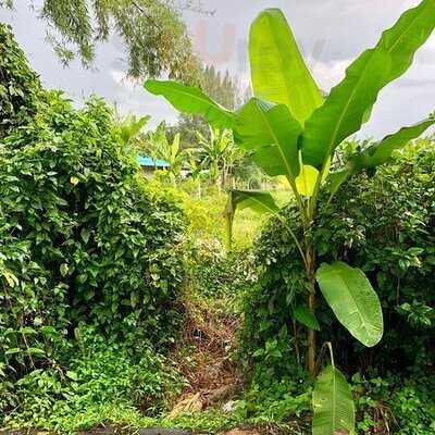 ร้านอาหารดุสิตาและจุดดื่มกาแฟ