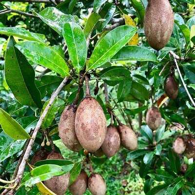 ร้านอาหารดุสิตาและจุดดื่มกาแฟ