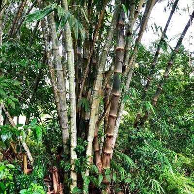 ร้านอาหารดุสิตาและจุดดื่มกาแฟ