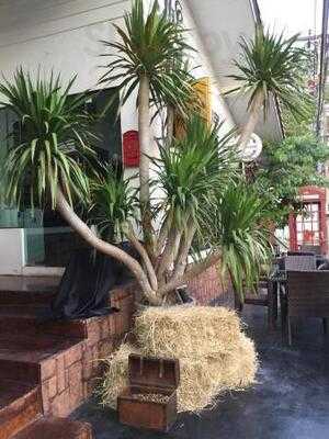 24 Owls By Sometimes