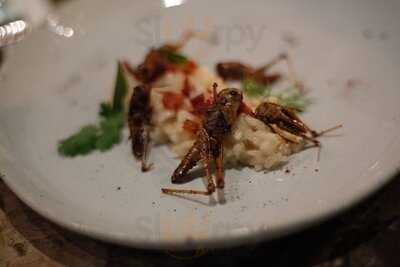 Insects In The Backyard