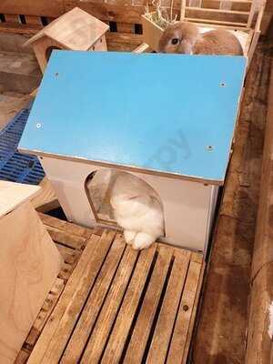 แรบบิโต้ คาเฟ่