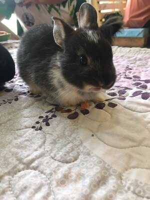 แรบบิโต้ คาเฟ่