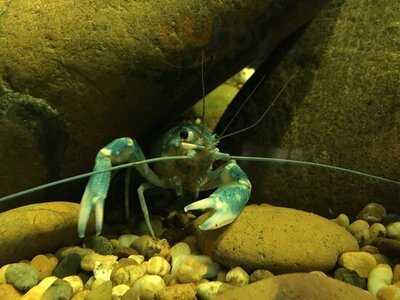 Bourbon St. Restaurant & Oyster Bar