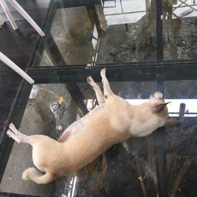 Reflect Restaurant At Bangkok Tree House