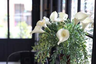 ต้นสาคู