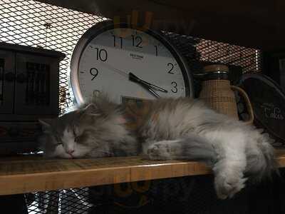 Lynx Specialty Coffee