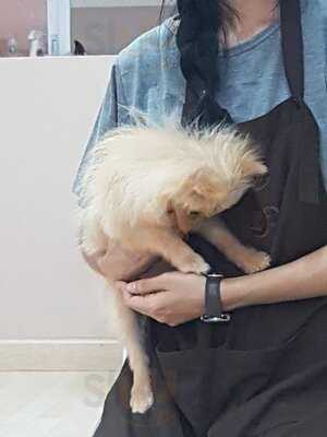 Pooch Cafe Bkk