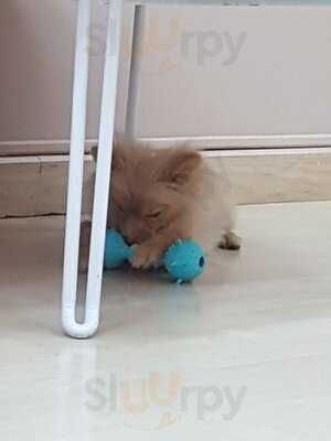 Pooch Cafe Bkk