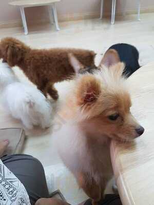Pooch Cafe Bkk
