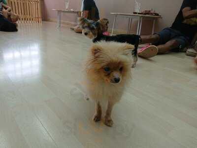 Pooch Cafe Bkk