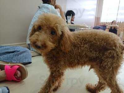 Pooch Cafe Bkk