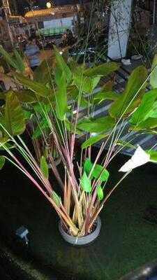 Esplanade Shopping Center