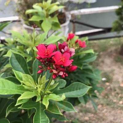 ให้ความรัก สวนอาหาร