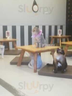 Makura Cat Cafe