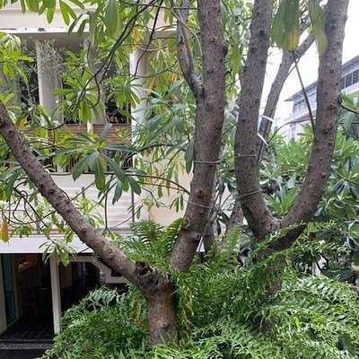 บ้านส้มตำ