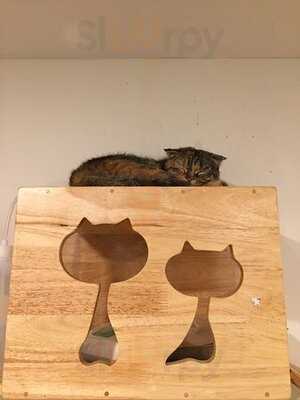 Cat Up Cafe