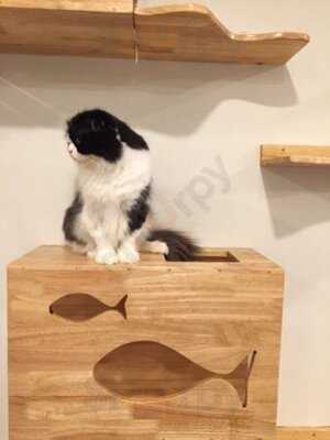 Cat Up Cafe