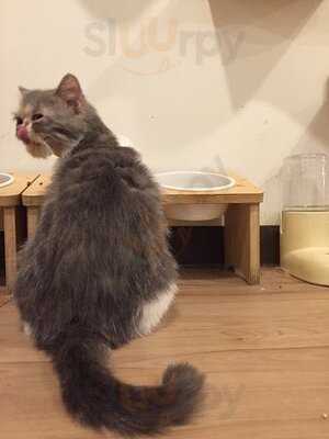 Cat Up Cafe