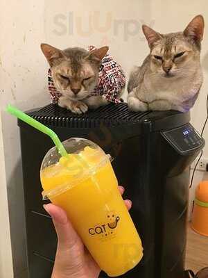 Cat Up Cafe