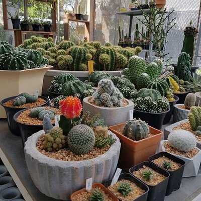 The Pine Farm & Cafe