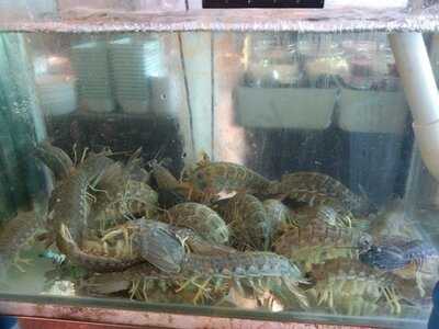 เซเว่น เฟลเวอร์ส