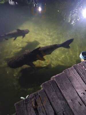 ฟอเรสต้า คาเฟ่