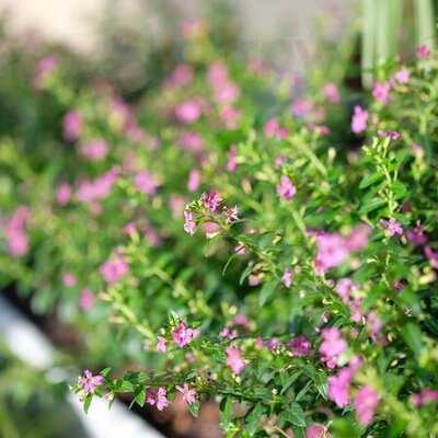 Uncle Jo Cafe And Roof Bar