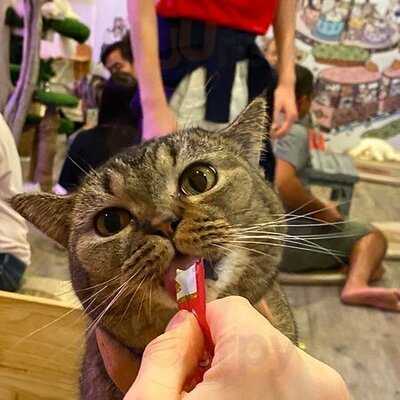 Caturday Cat Cafe