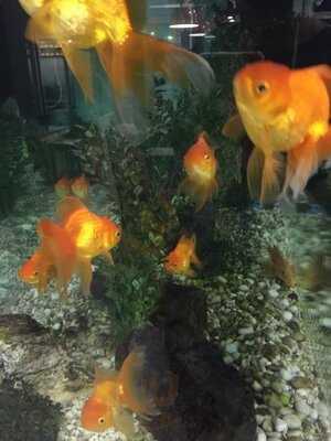 ไชนีส ติ่มซำ