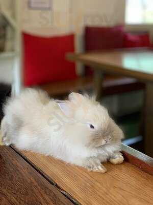 Rabbit Cafe