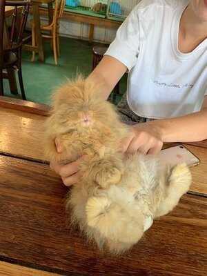 Rabbit Cafe