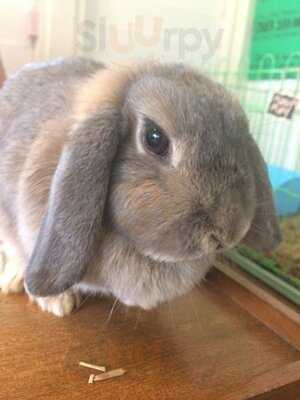 Rabbit Cafe