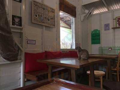 Rabbit Cafe