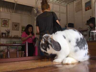 Rabbit Cafe