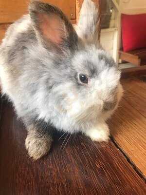 Rabbit Cafe